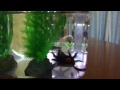 Click here to watch this video ぱんだ動画 ウーパールーパー飼いました編