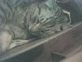 mau cat sleeps mau cat sleeps