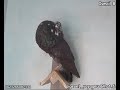 Ismail B pipa derby racig pigeon voyageur maroc sale  lawla3a animal 18