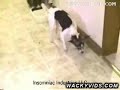 dog beats cat