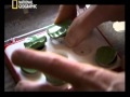 Toute la vérité sur les crânes de cristal (3) Default