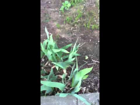 how to transplant azalea bushes