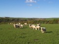 Crass-Sheep-Farming-