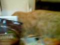 Cat-a-log: Amitz and Des play paw to paw, with the tortured toys caught between them.