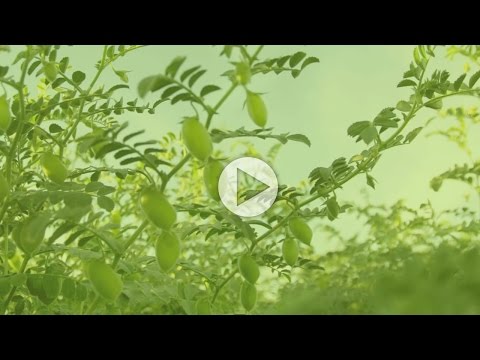 how to grow garbanzo beans