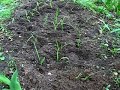 Day Lily Nursery