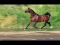 Shabab Gamal (horse) Shabab Gamal (horse)