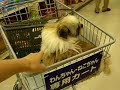 ?????shih tzu