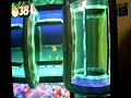 Crash Bandicoot Seventh Level