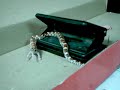 Baby Corn Snake Eating Fuzzy 4