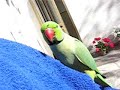 Giorgio the Ring-necked Parakeet