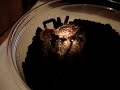 Xenesthis Immanis Tarantula