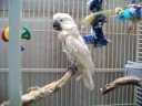 Fred, Moluccan Cockatoo at the shelter