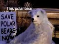 polar bear busted