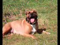 american staffordshire terrier - polly 2
