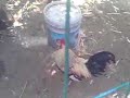 ultime dal pollaio di gallo Carmelo ultime dal pollaio di gallo Carmelo