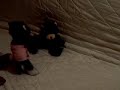 Unfaithful Cat