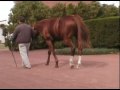 Cuvee & Mr Greeley - Retired race horses @ Gainesway 2007