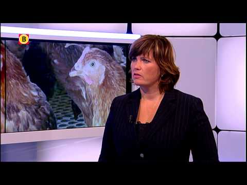 Vastgestelde vogelgriep gevaarlijk voor mensen
