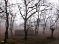 videos de NIEBLA EN EL VALLEJO