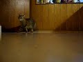 Momo vs. Balou