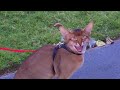 Chausie on Leash watching ducks