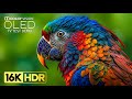 THE BEST DOLBY VISION HDR VIDEO 16K 240 FPS (8K/4K TV)