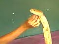 Malay Snake Charmer