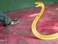 Malay Snake Charmer