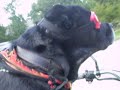 SWEETIE RIDES MOTORCYCLES