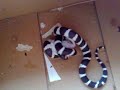 Tipex about 1 year old hunting