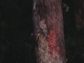 The Flying Squirrels of Hot Springs Village, Arkansas