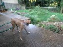 Penny the Boxer playing with the hose