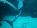 dolphin sex short with zoom dolphin sex short with zoom