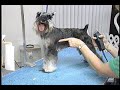 Grooming Your \"Pet\" Minature Schnauzer