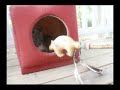 funny cat funny cat