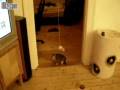 videos de Kitten Jumping like crazy