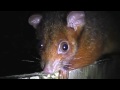 Deadly Killer Possums of Australia - Learning with Blunty