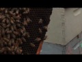 The Vanishing of the Bees