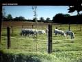 videos de videoprogetto