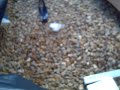 im building my own house on a piece of land adjacent to my current house this is a video diary of the trials and tribulations of building your own house. in this clip the floors go in and the walls start to go up