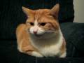 videos de My Cat Chirping