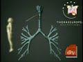 Trachea Grown With Stem Cells