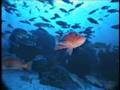 Cowcod & Bocaccio Rockfish