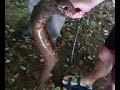 chasse au poisson pr�historique (ultra beauf)