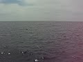 Porpoises