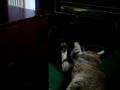my 2 cats fighting