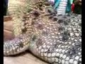 king crocodile  in the world