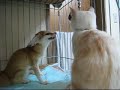 Fennec and cat\