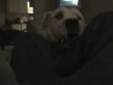 videos de The Big DogTV Nov VLOG vid.wmv